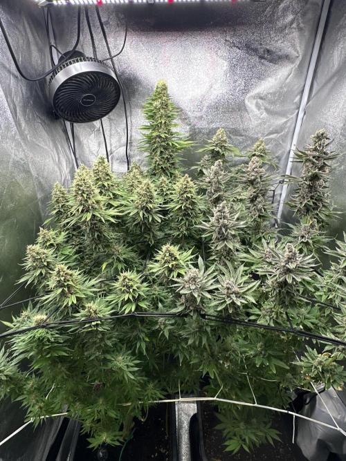 Crazy Platinum Marker. Week 20