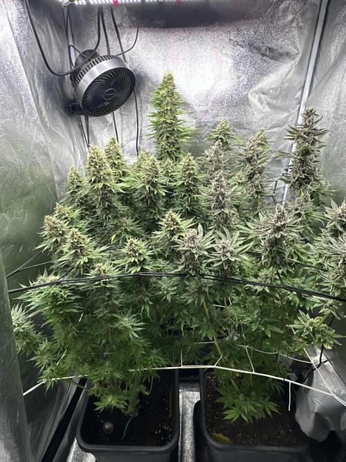 Crazy Platinum Marker. Week 20