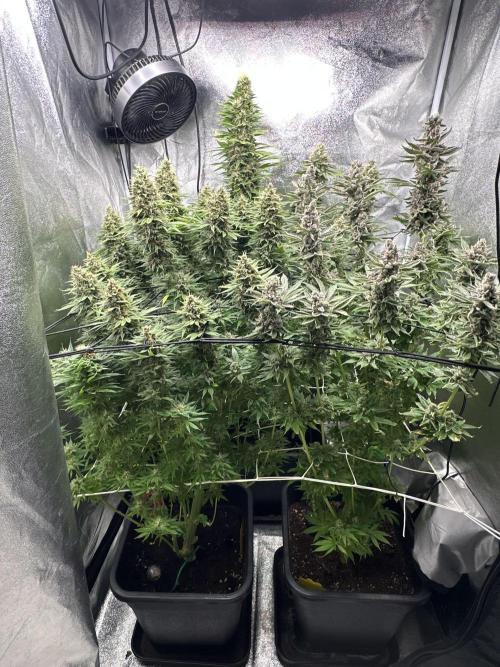 Crazy Platinum Marker. Week 20