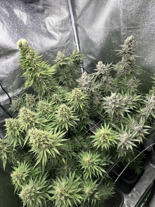Crazy Platinum Marker. Week 20