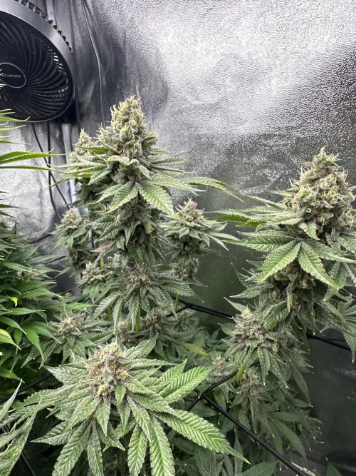 Crazy Platinum Marker. Week 20