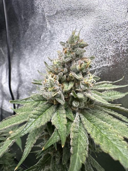 Crazy Platinum Marker. Week 20