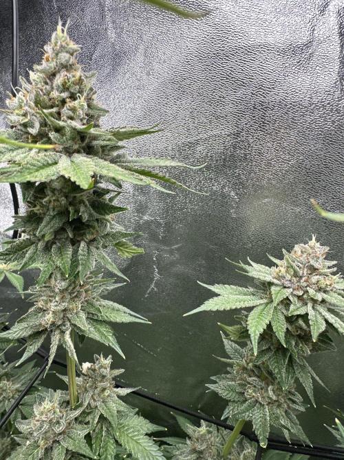 Crazy Platinum Marker. Week 20