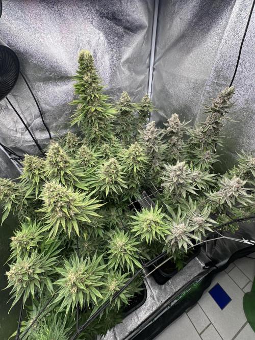 Crazy Platinum Marker. Week 20