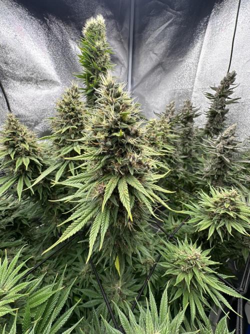 Crazy Platinum Marker. Week 20