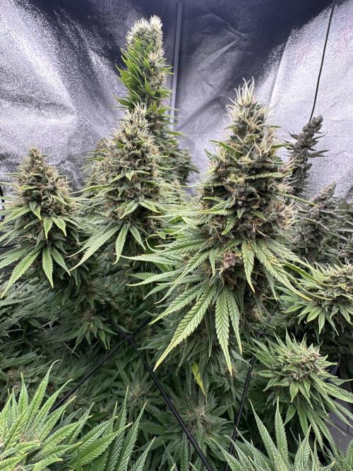 Crazy Platinum Marker. Week 20
