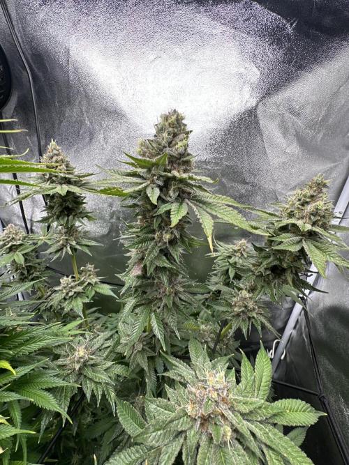 Crazy Platinum Marker. Week 20