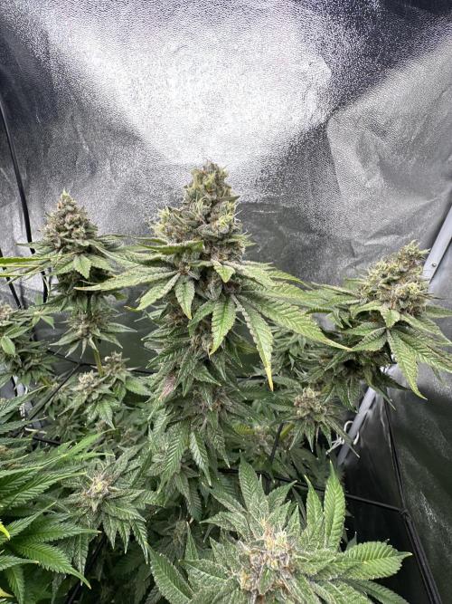 Crazy Platinum Marker. Week 20
