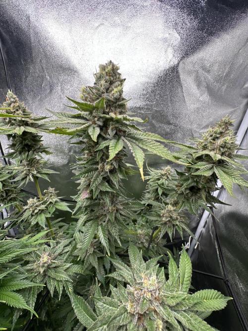 Crazy Platinum Marker. Week 20