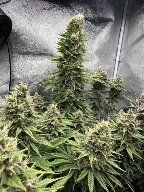 Crazy Platinum Marker. Week 20