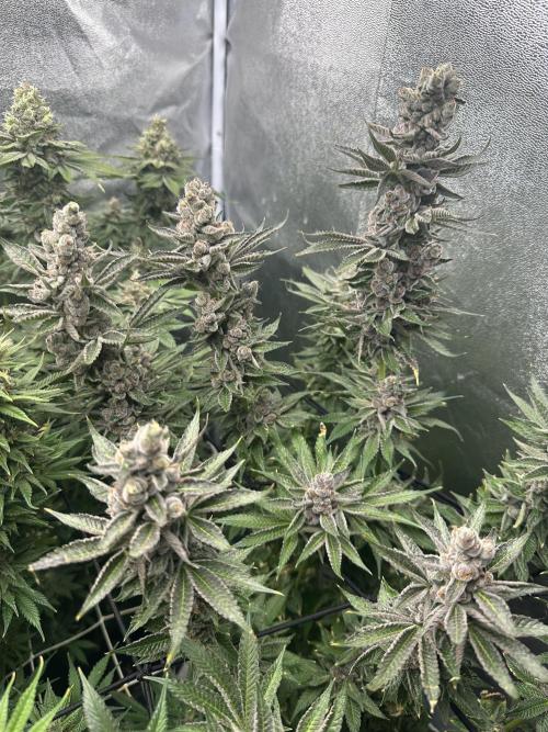 Crazy Platinum Marker. Week 21