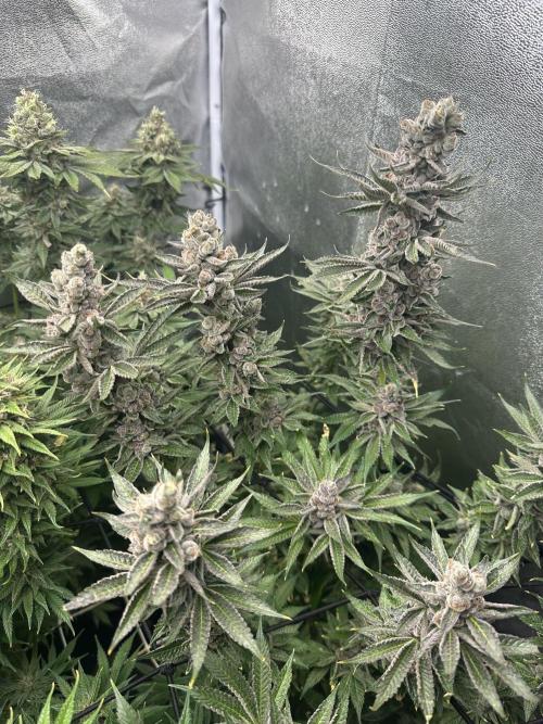 Crazy Platinum Marker. Week 21