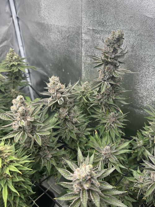 Crazy Platinum Marker. Week 21
