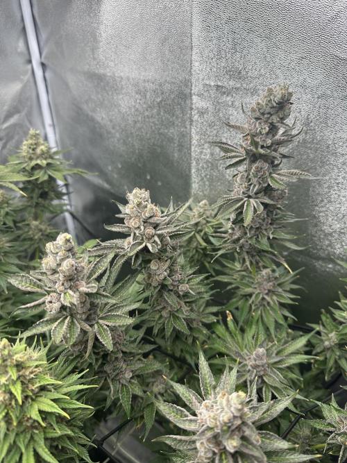 Crazy Platinum Marker. Week 21
