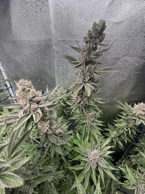 Crazy Platinum Marker. Week 21