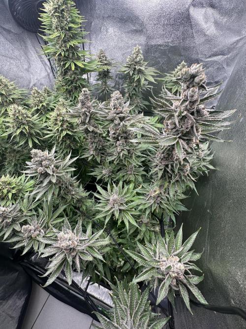 Crazy Platinum Marker. Week 21