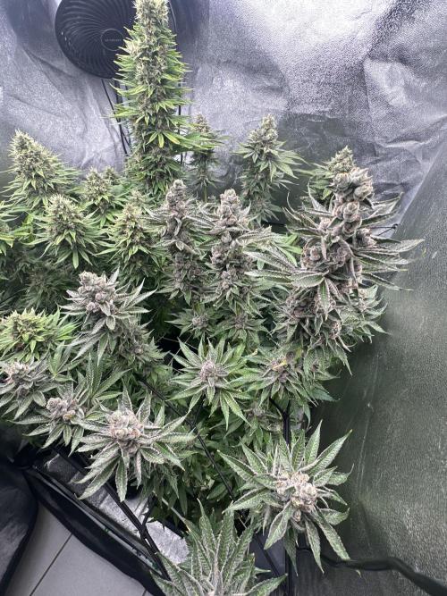 Crazy Platinum Marker. Week 21