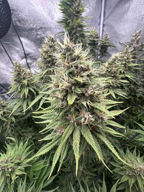 Crazy Platinum Marker. Week 21