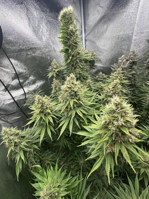 Crazy Platinum Marker. Week 21