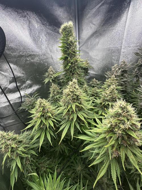 Crazy Platinum Marker. Week 21