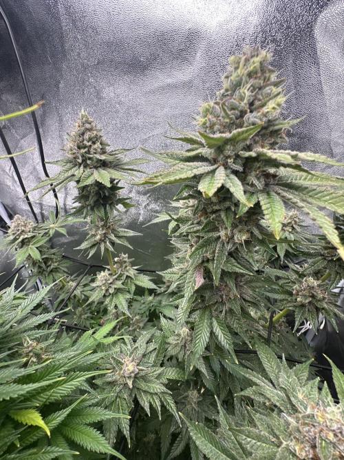 Crazy Platinum Marker. Week 21