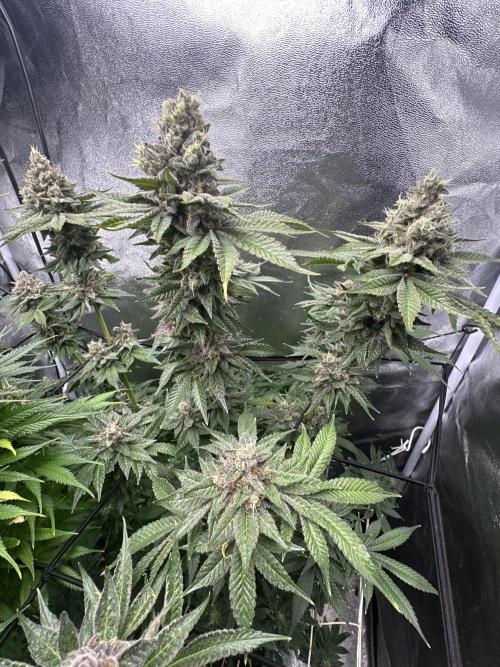 Crazy Platinum Marker. Week 21