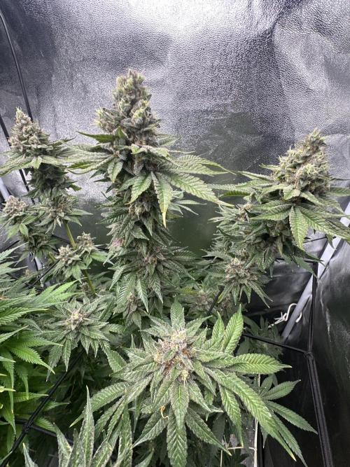 Crazy Platinum Marker. Week 21