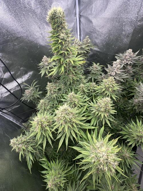 Crazy Platinum Marker. Week 21