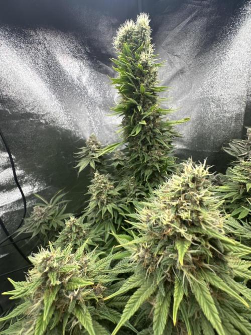 Crazy Platinum Marker. Week 21