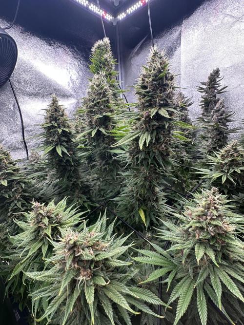 Crazy Platinum Marker. Week 21
