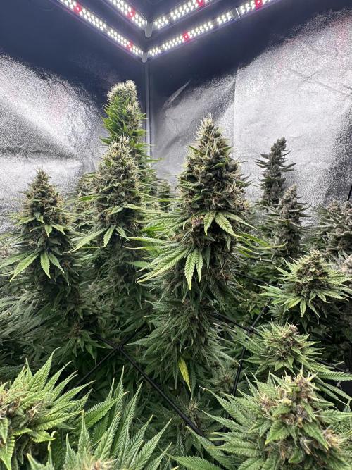 Crazy Platinum Marker. Week 21