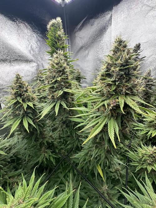 Crazy Platinum Marker. Week 21