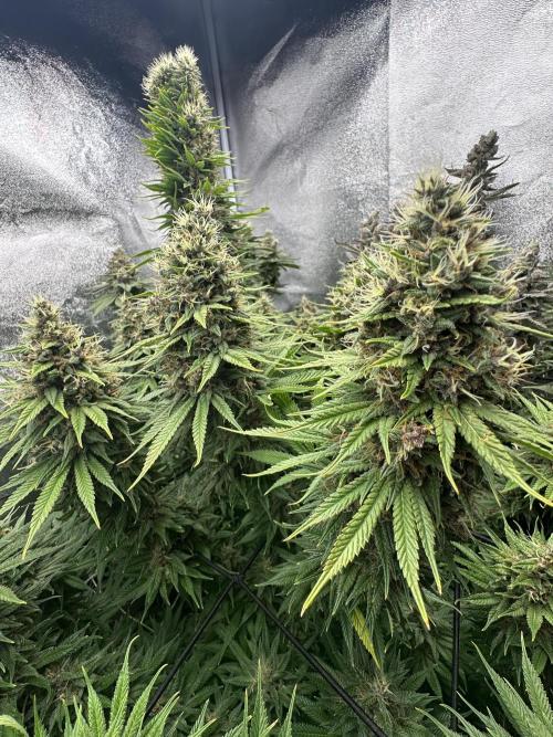Crazy Platinum Marker. Week 21