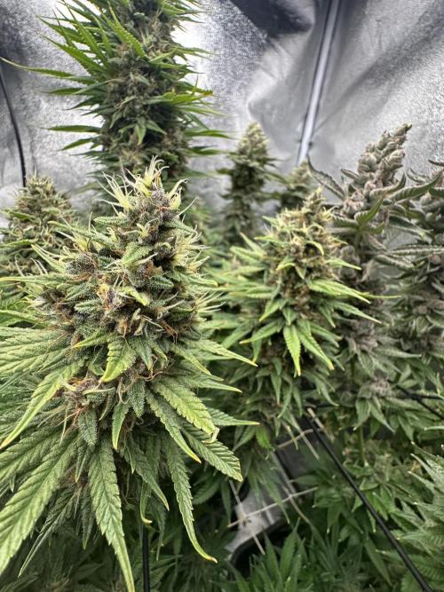 Crazy Platinum Marker. Week 21