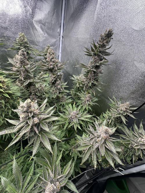 Crazy Platinum Marker. Week 21