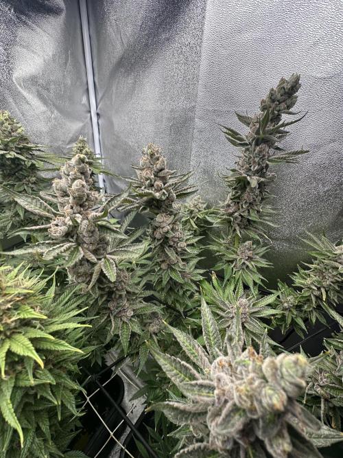 Crazy Platinum Marker. Week 21