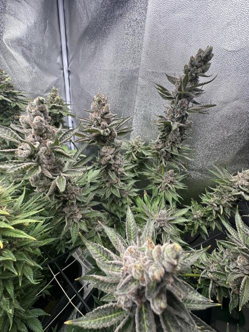 Crazy Platinum Marker. Week 21