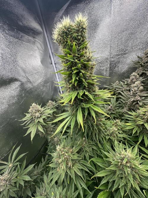 Crazy Platinum Marker. Week 21