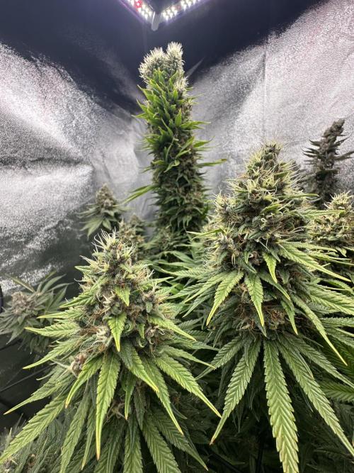 Crazy Platinum Marker. Week 21