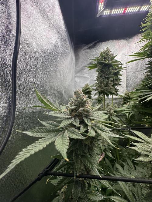 Crazy Platinum Marker. Week 21