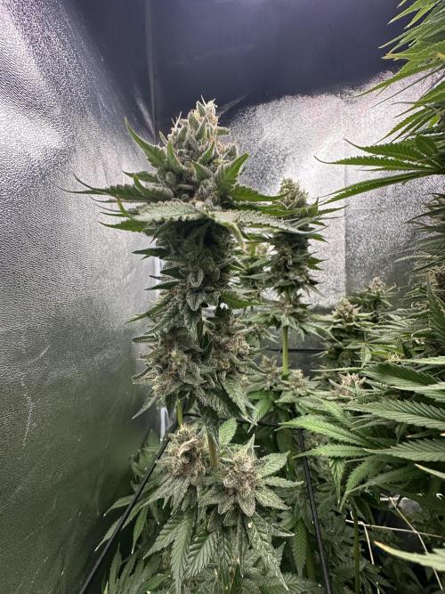 Crazy Platinum Marker. Week 21
