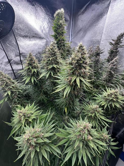 Crazy Platinum Marker. Week 21