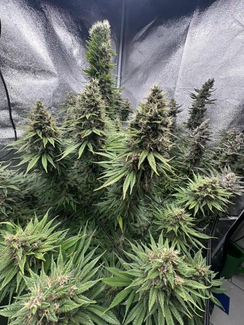 Crazy Platinum Marker. Week 21