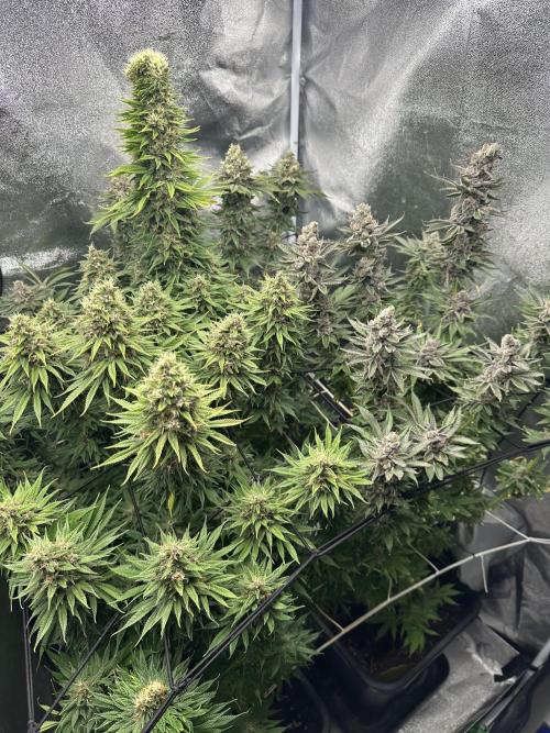 Crazy Platinum Marker. Week 21
