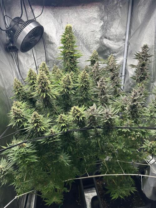 Crazy Platinum Marker. Week 21