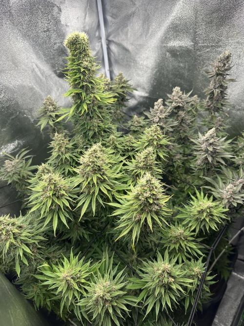 Crazy Platinum Marker. Week 21
