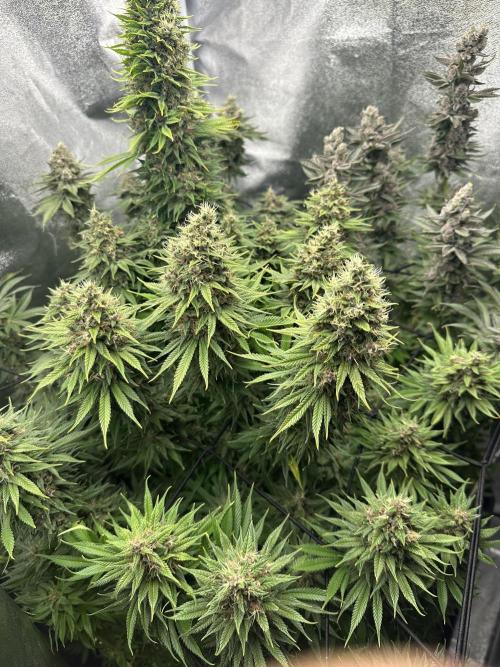 Crazy Platinum Marker. Week 21
