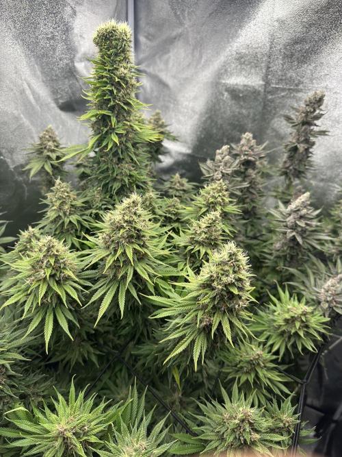 Crazy Platinum Marker. Week 21