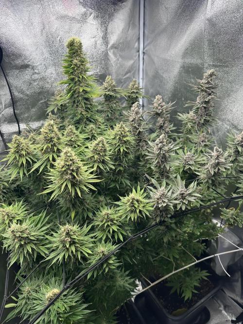 Crazy Platinum Marker. Week 21