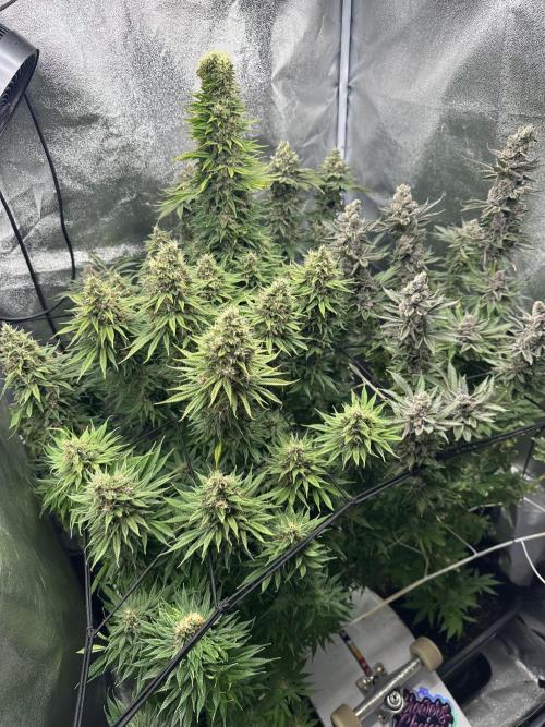 Crazy Platinum Marker. Week 21